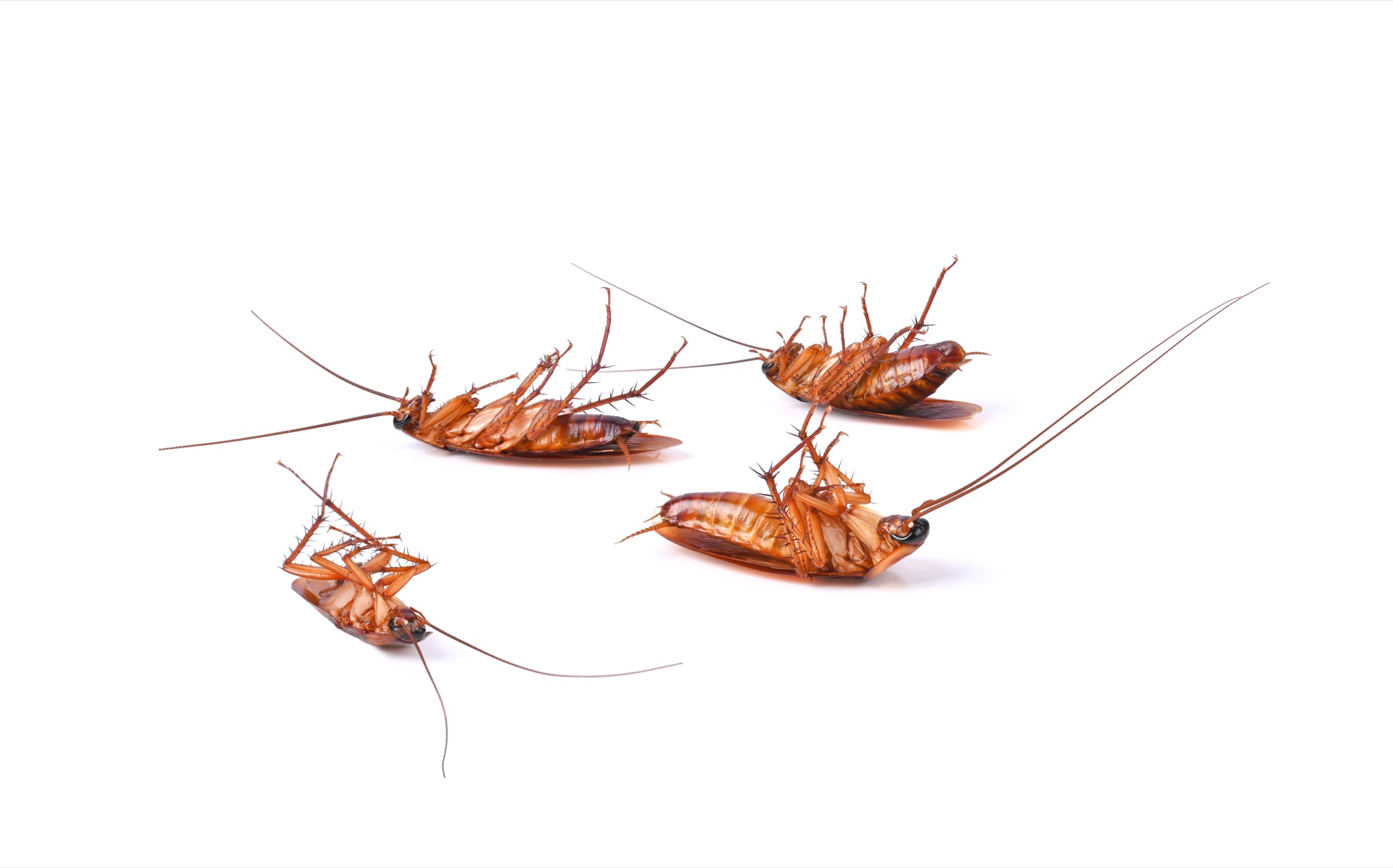 Identify Pest